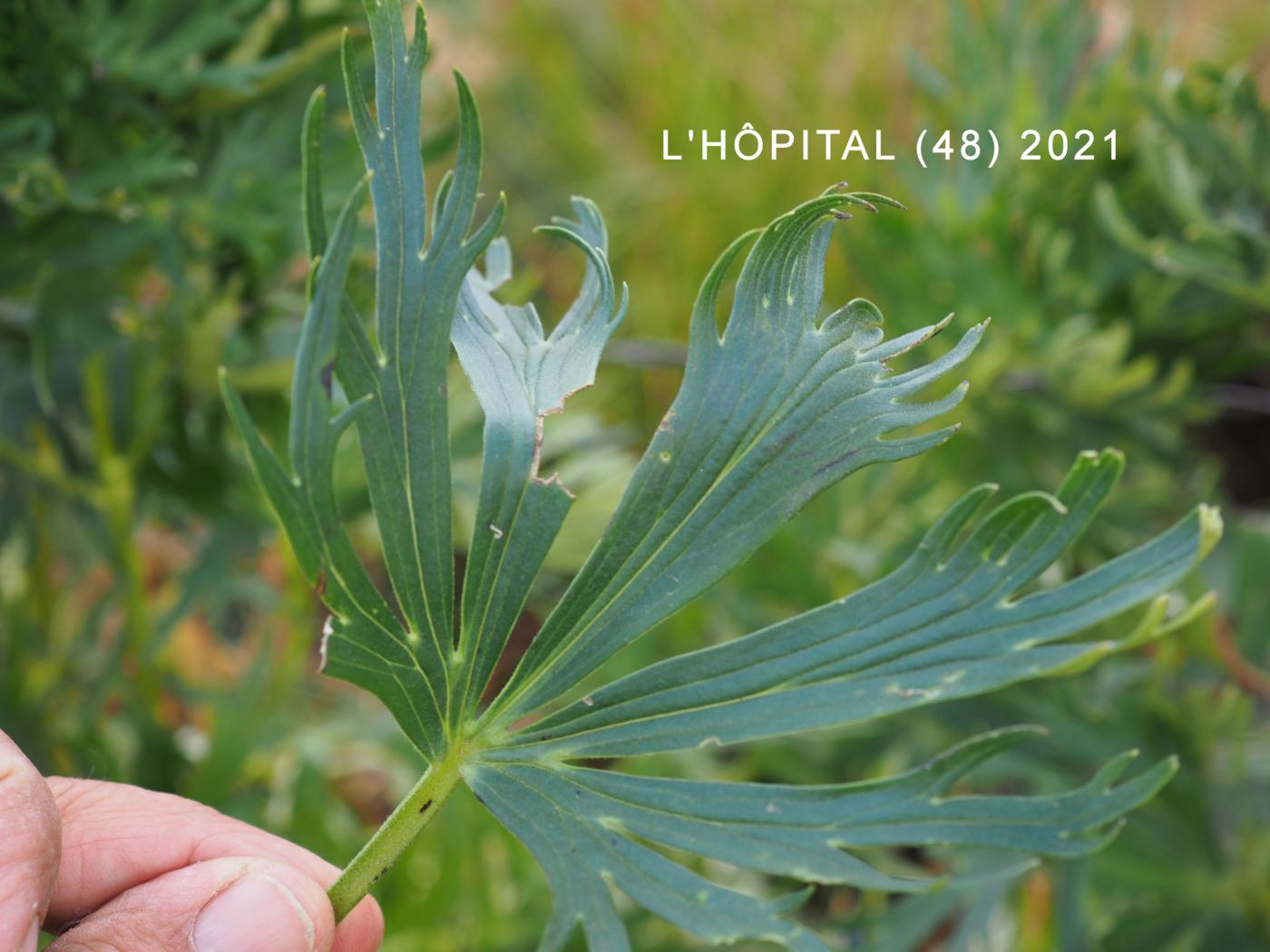 Monkshood, (Burnat's) leaf